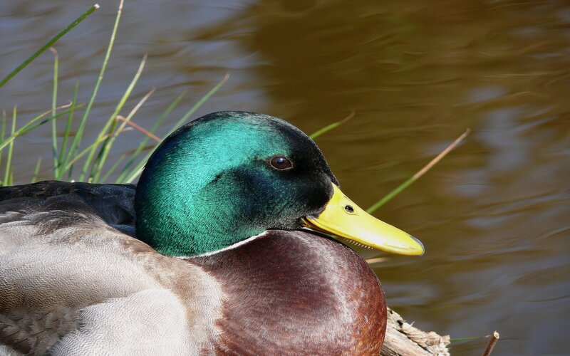male mallard duck by water