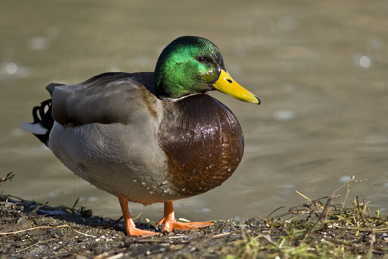 male mallard duck by water