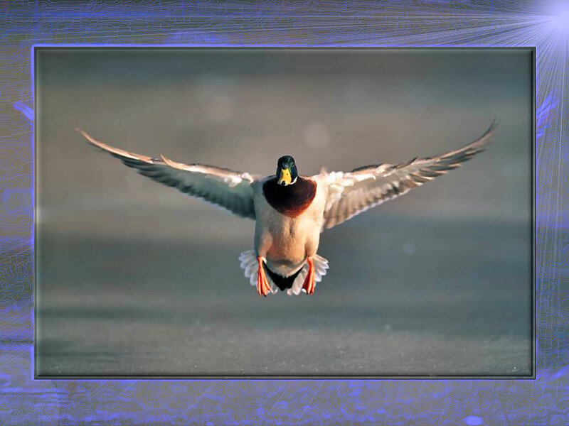Male Mallard Duck — Gray
