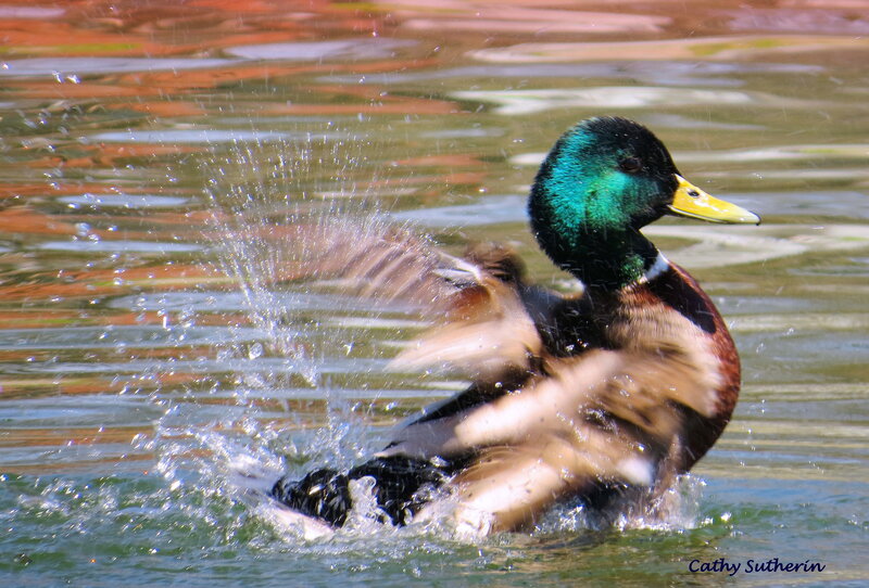 Male Mallard Duck — Green, Active, Afternoon