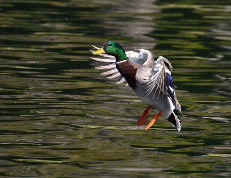 Male Mallard Duck — Green, Active