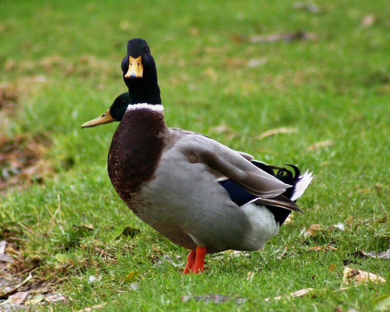 Male Mallard Duck — Green, Calm, Afternoon, Photograph, Grass, Leaves