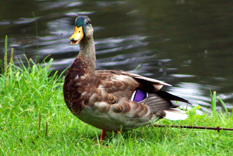 Male Mallard Duck — Green, Calm, Afternoon, Photograph, Grass, Water, Stick