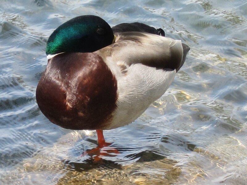 Male Mallard Duck — Green, Calm, Afternoon, Photograph
