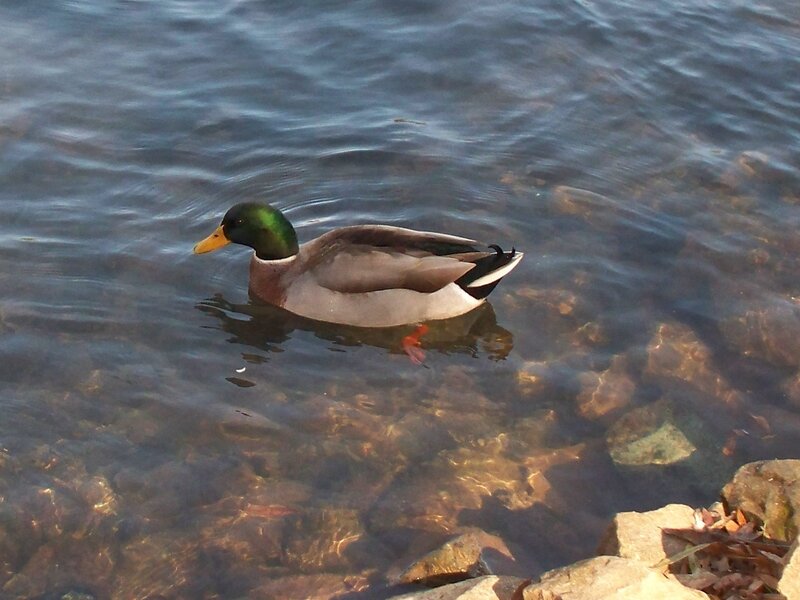 Male Mallard Duck — Green, Calm, Afternoon, Photograph, Water