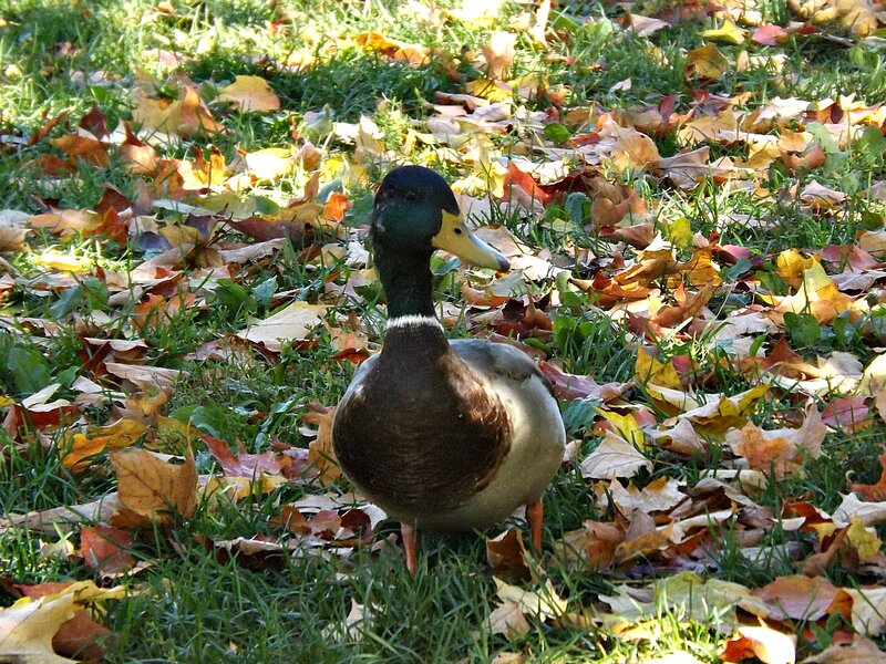 Male Mallard Duck — Green, Calm, Autumn, Photograph