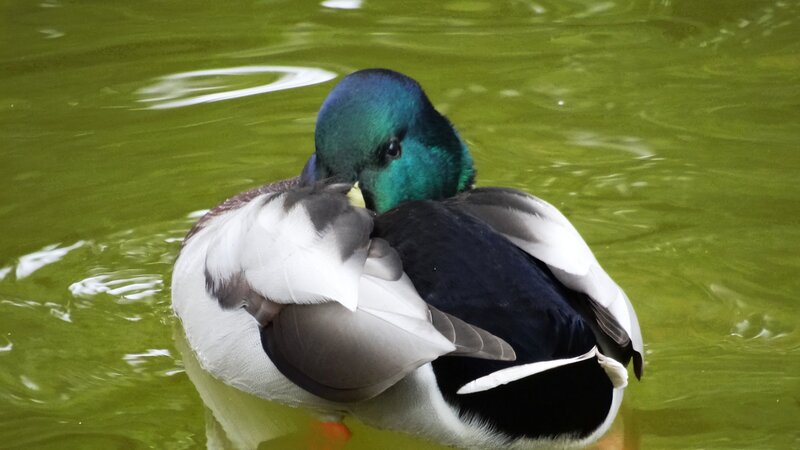 Male Mallard Duck — Green, Calm, Photograph, Pond