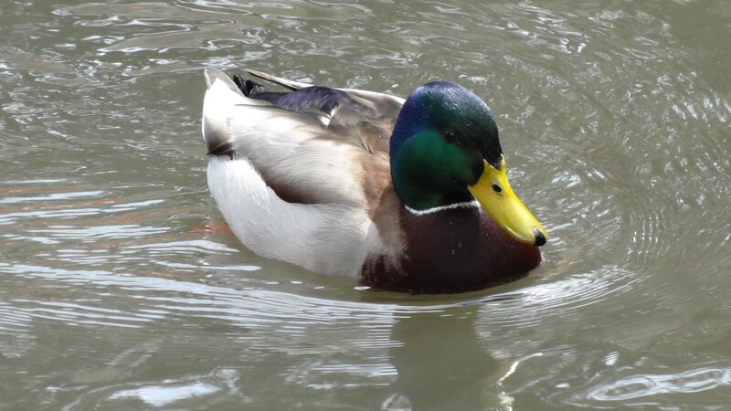 Male Mallard Duck — Green, Calm, Photograph, Water