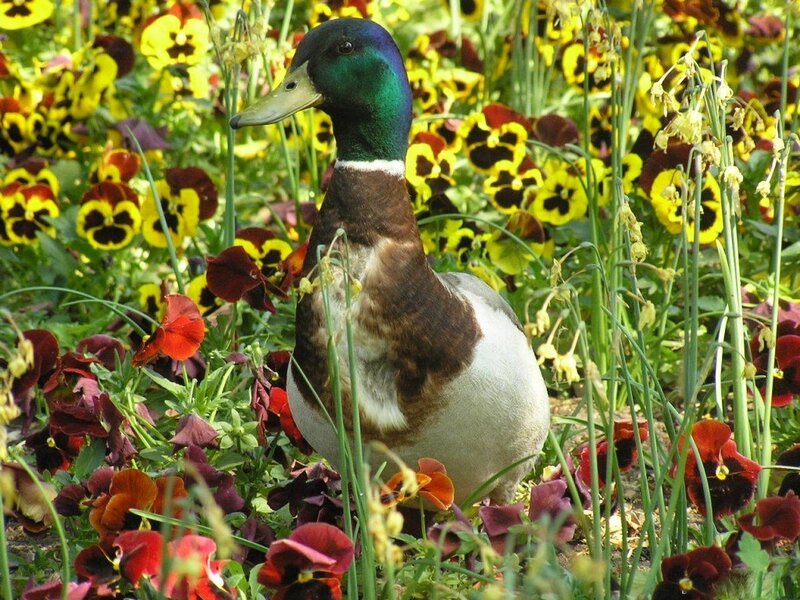 Male Mallard Duck — Green, Calm, Spring