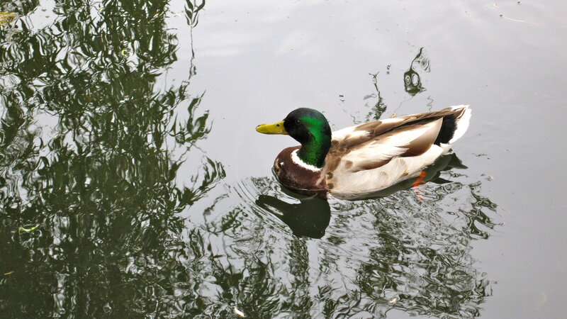 Male Mallard Duck — Green, Calm