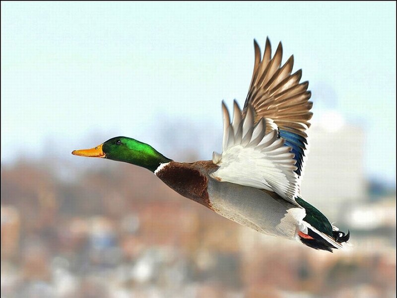 Male Mallard Duck — Green, Dynamic, Morning