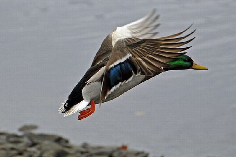 Male Mallard Duck — Green, Dynamic, Photograph