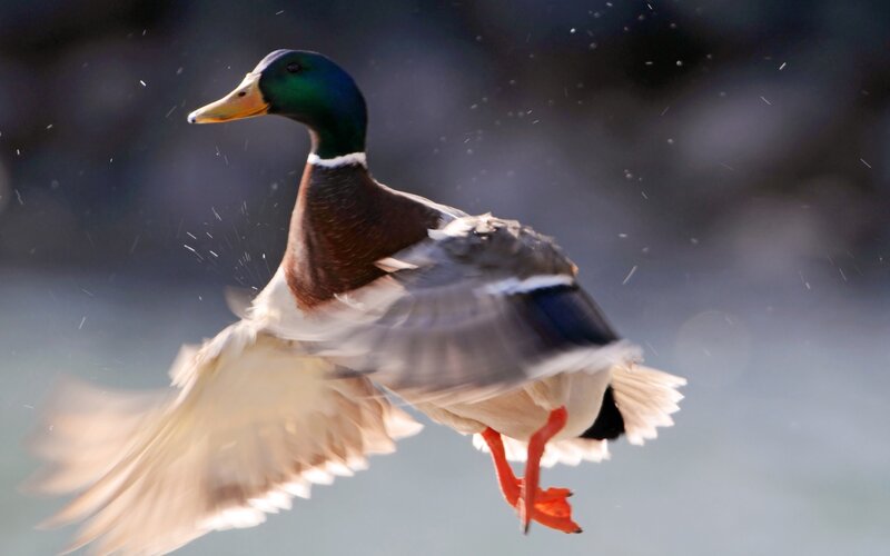 Male Mallard Duck — Green, Dynamic, Photograph, Wings, Feet