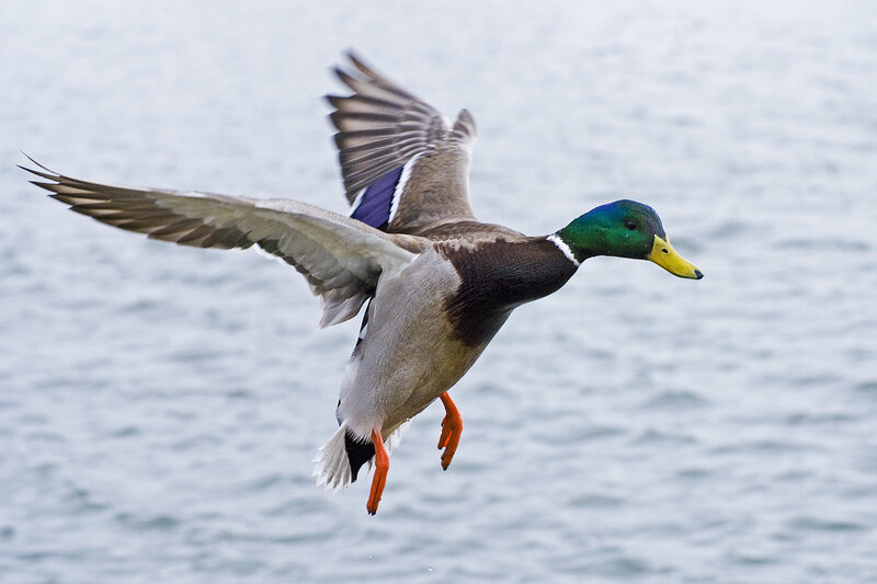Male Mallard Duck — Green, Dynamic, Photograph, Wings, Water