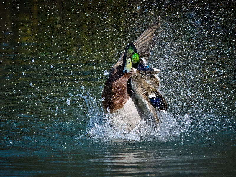 Male Mallard Duck — Green, Dynamic