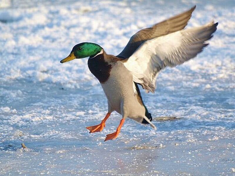 Male Mallard Duck — Green, Dynamic, Winter