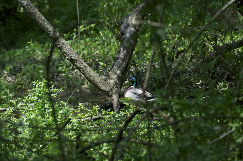Male Mallard Duck — Green, Natural