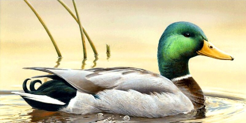 Male Mallard Duck — Green, Serene, Afternoon, Painting
