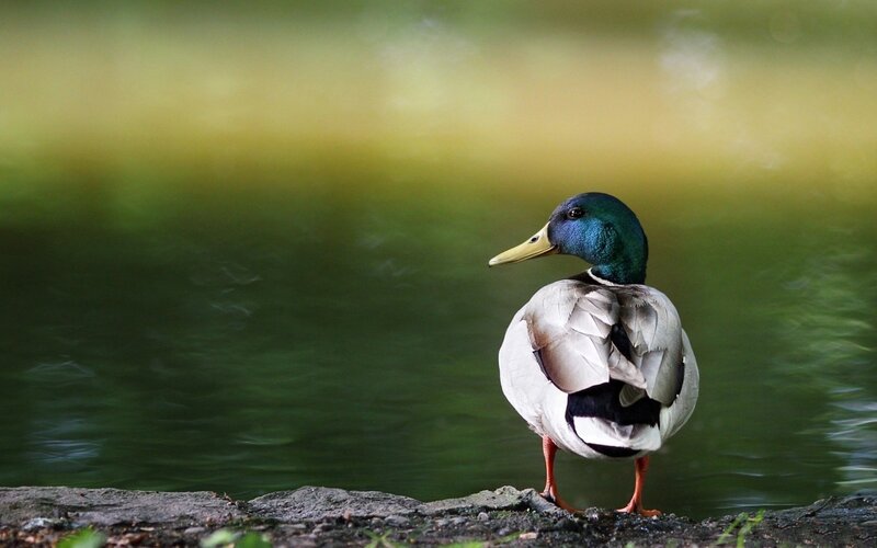 Male Mallard Duck — Green, Serene, Afternoon, Photograph