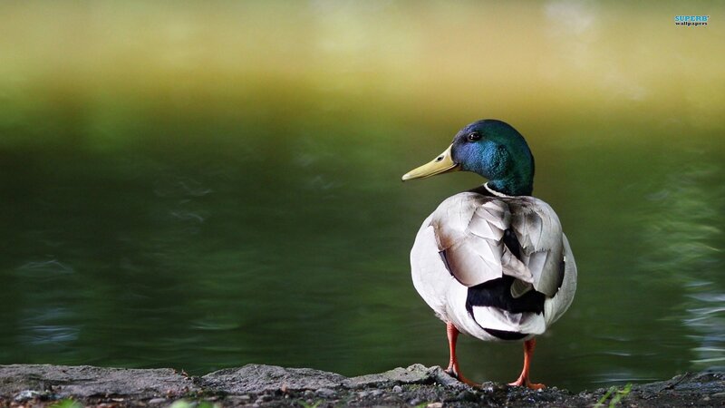 Male Mallard Duck — Green, Serene, Photograph, Pond