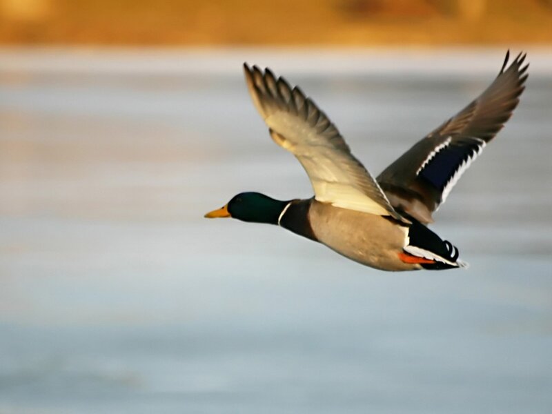 Male Mallard Duck — Green, Serene, Sunset