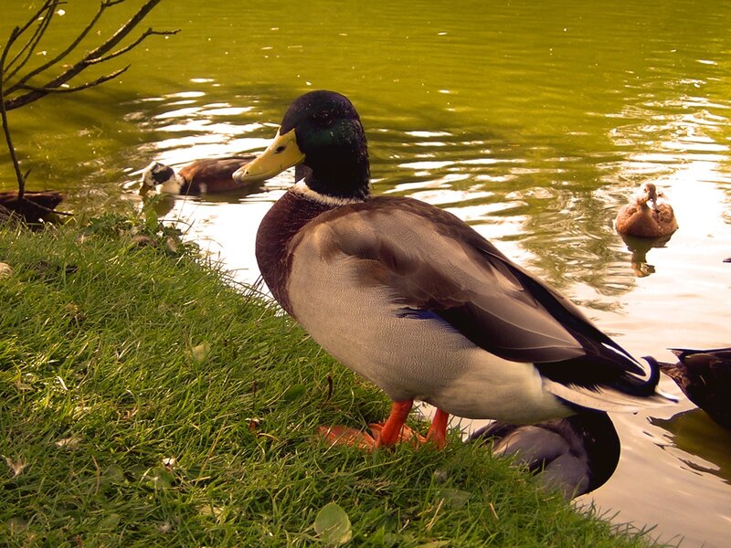 Male Mallard Duck — Green, Serene