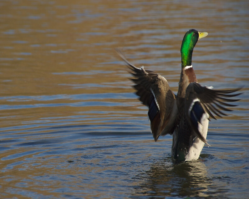Male Mallard Duck — Green