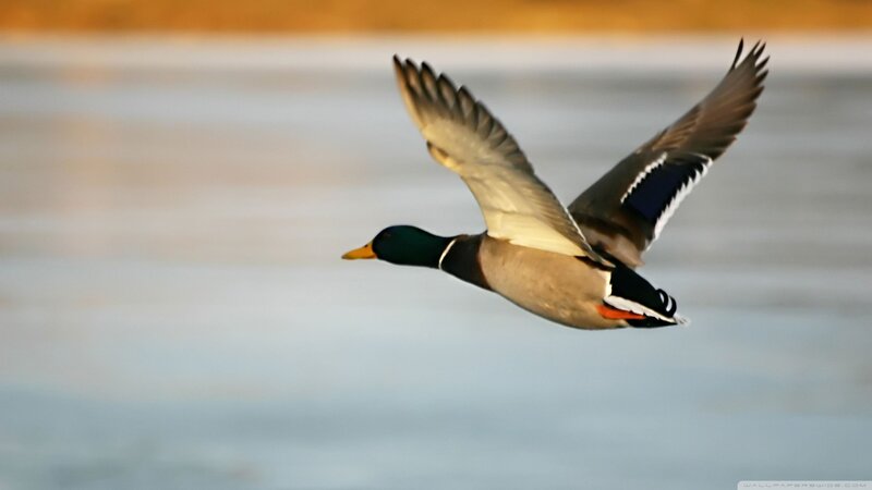 Male Mallard Duck in Flight — Blue