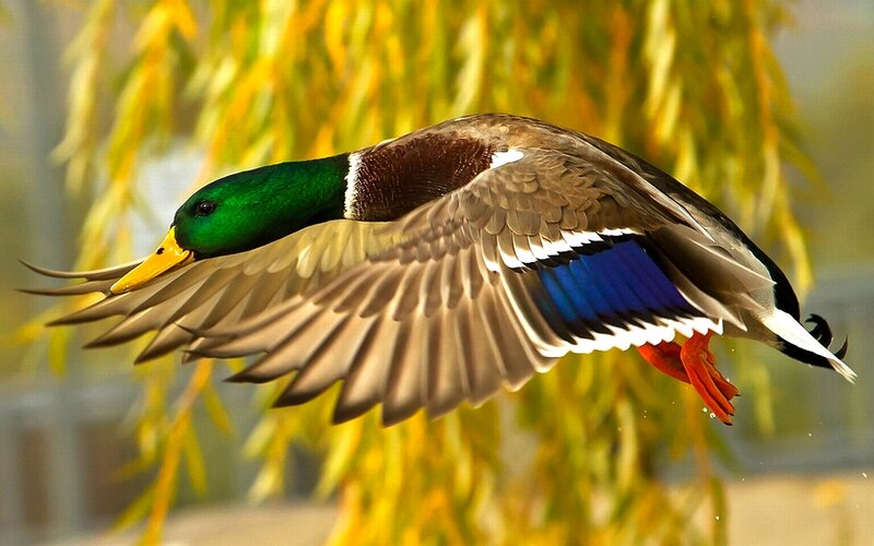 Male Mallard Duck in Flight — Green, Dynamic, Autumn, Photograph, Willow Tree
