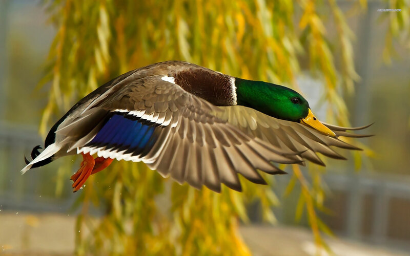 Male Mallard Duck in Flight — Green, Dynamic, Autumn, Photograph, Willow Tree, Wings