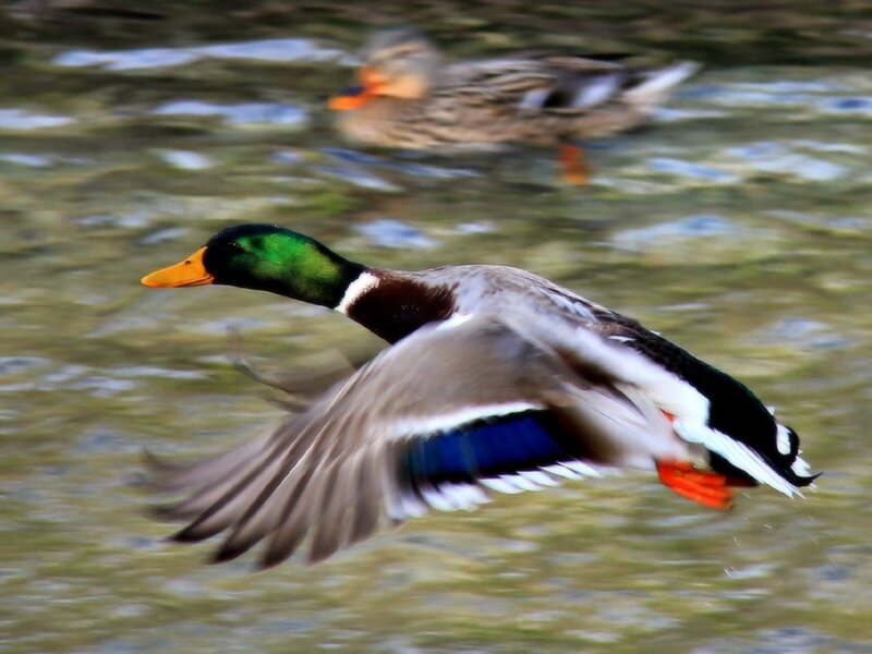 Male Mallard Duck in Flight — Green, Dynamic, Photograph, Water