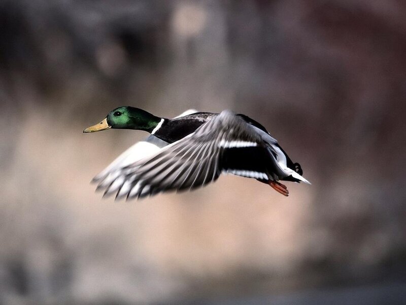 Male Mallard Duck in Flight — Green, Dynamic