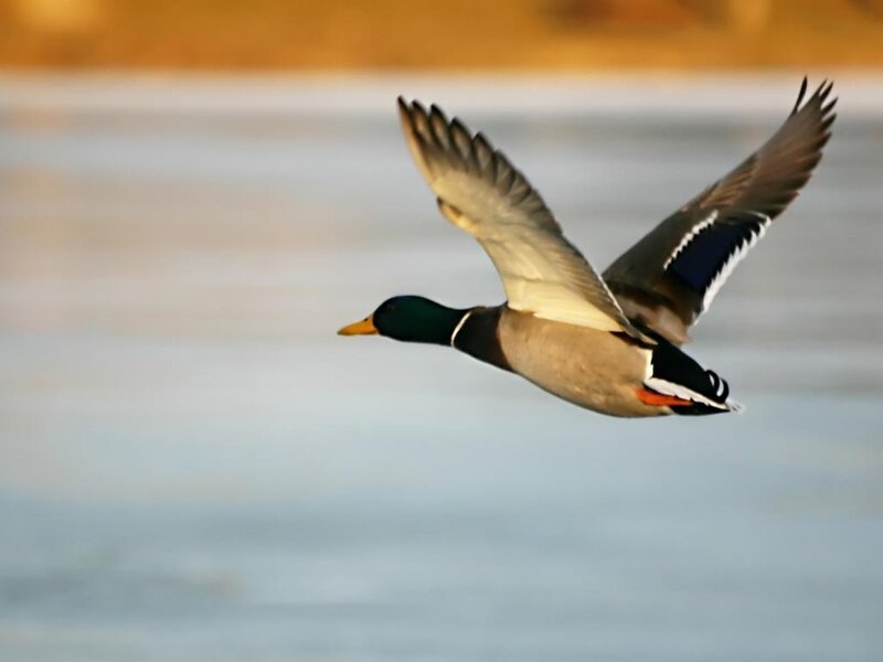 Male Mallard Duck in Flight — Green, Serene
