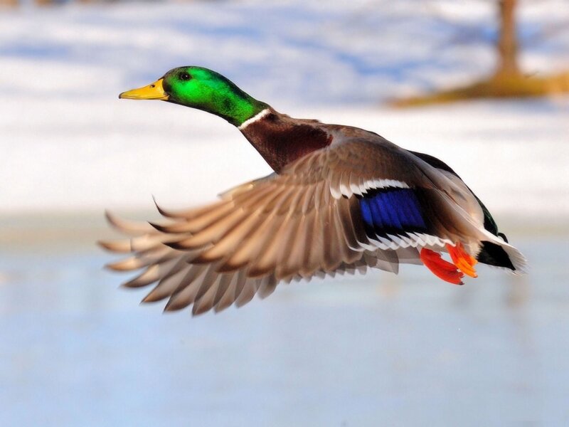 Male Mallard Duck in Flight — Green