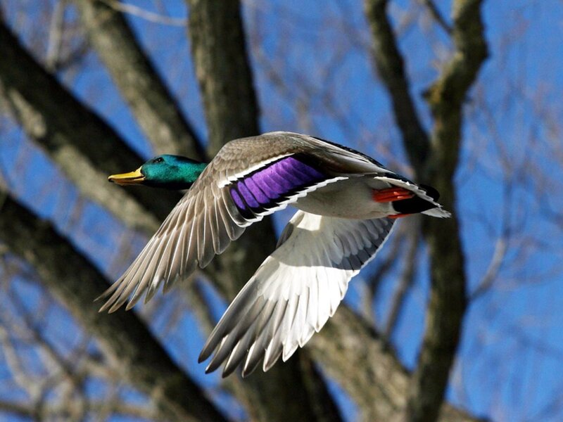 Male Mallard Duck in Flight