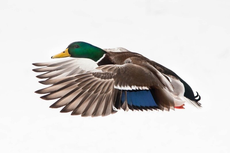 Male Mallard Duck in Flight — White