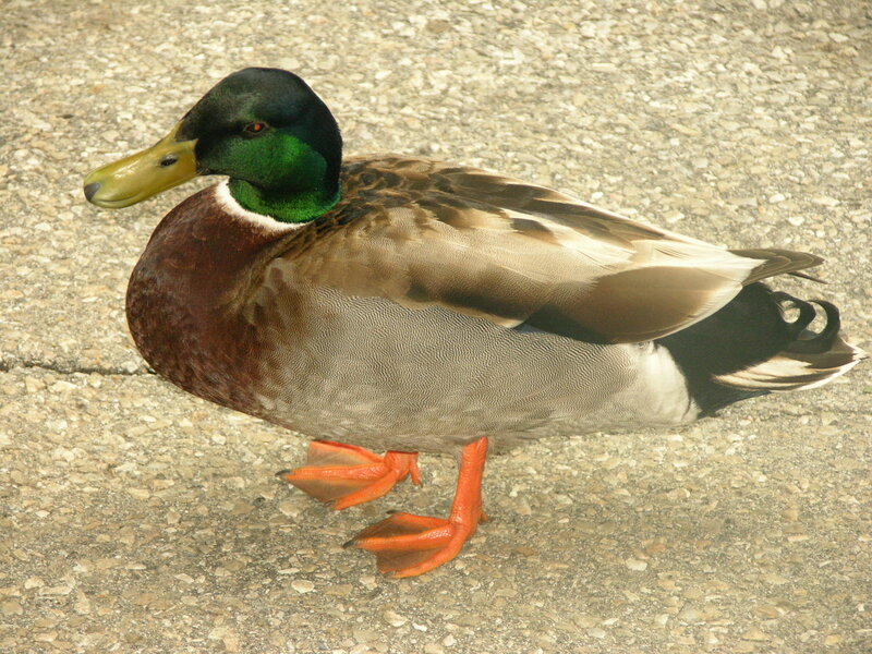 male mallard duck on pavement