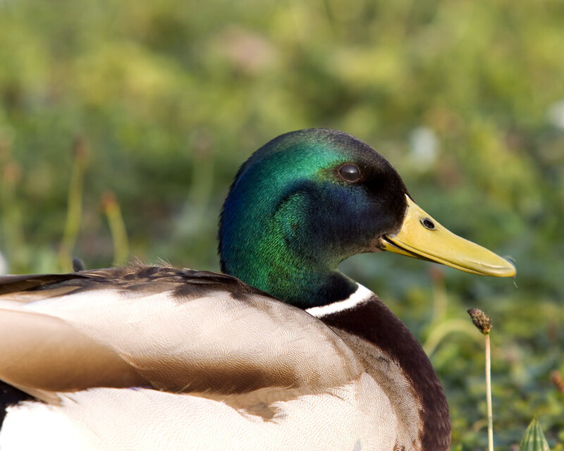 male mallard duck portrait