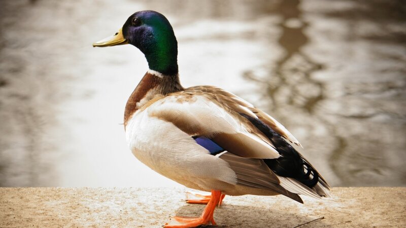male mallard duck standing