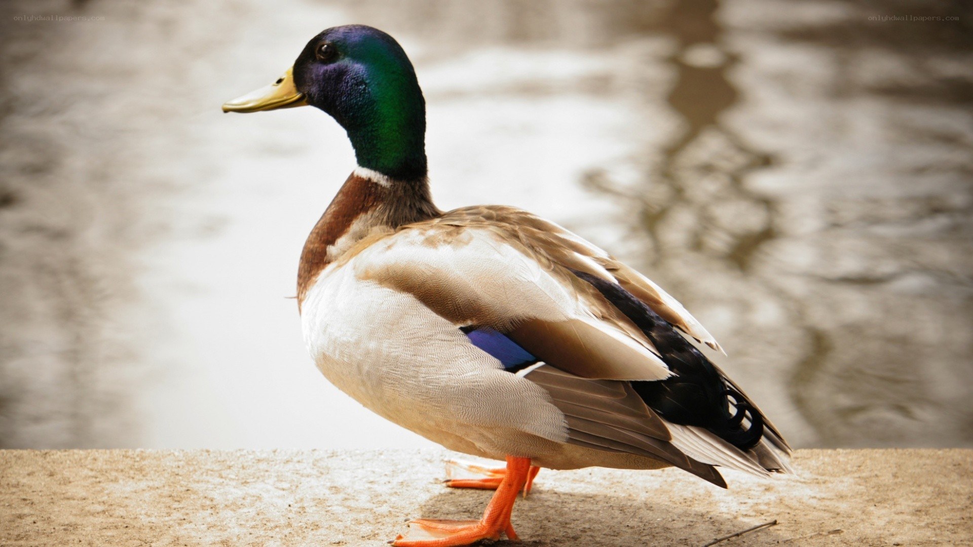 male mallard duck standing