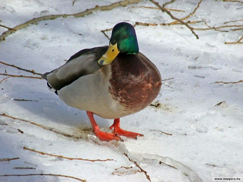 Male Mallard Duck — White