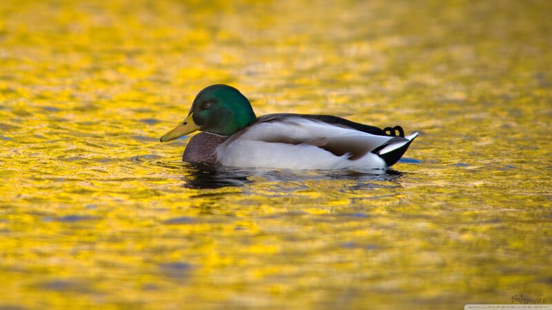 Male Mallard Duck — Yellow, Serene