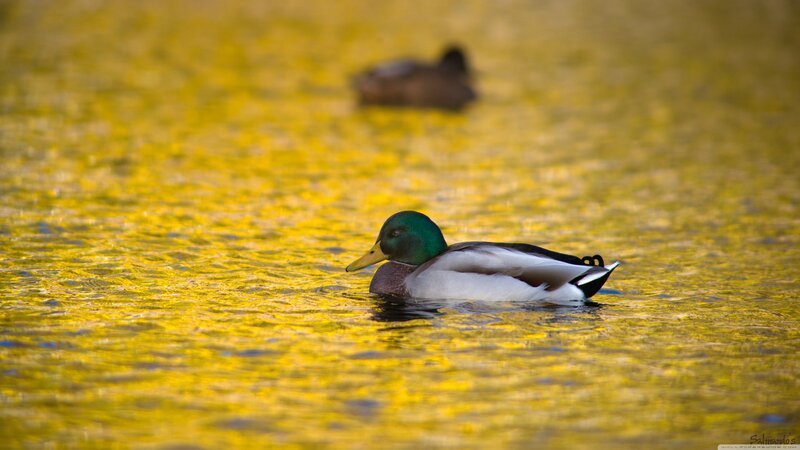 Male Mallard Duck — Yellow