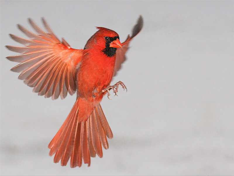 Male Northern Cardinal in Flight