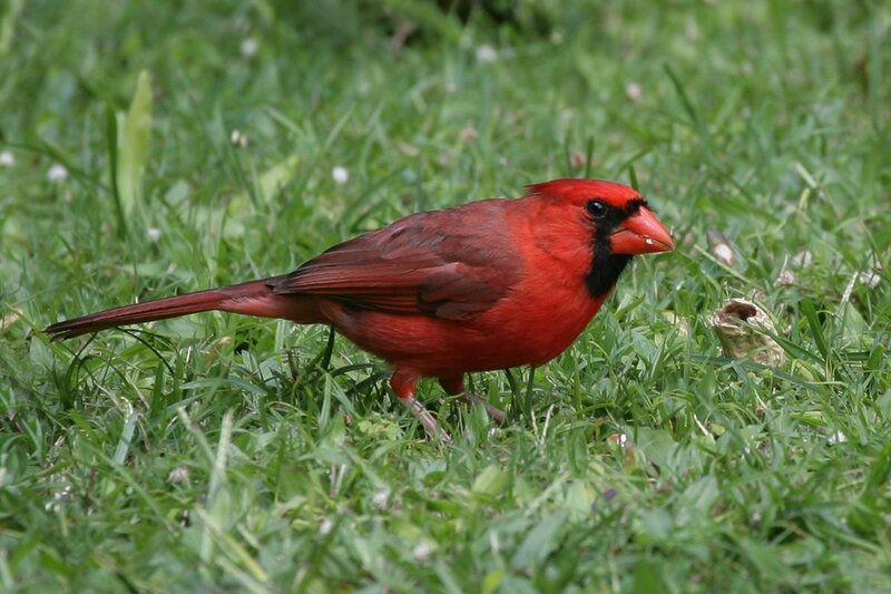 Male Northern Cardinal — Red, Calm, Afternoon, Photograph