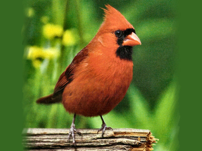Male Northern Cardinal — Red, Calm, Afternoon