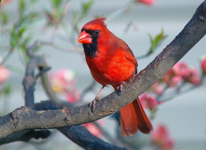 Male Northern Cardinal — Red, Calm, Spring, Photograph, Branch