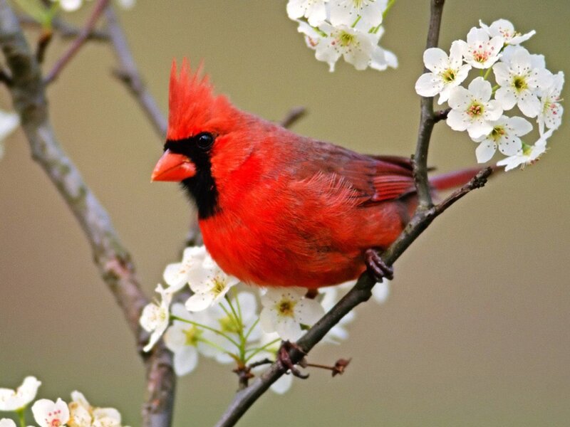 Male Northern Cardinal — Red, Calm, Spring