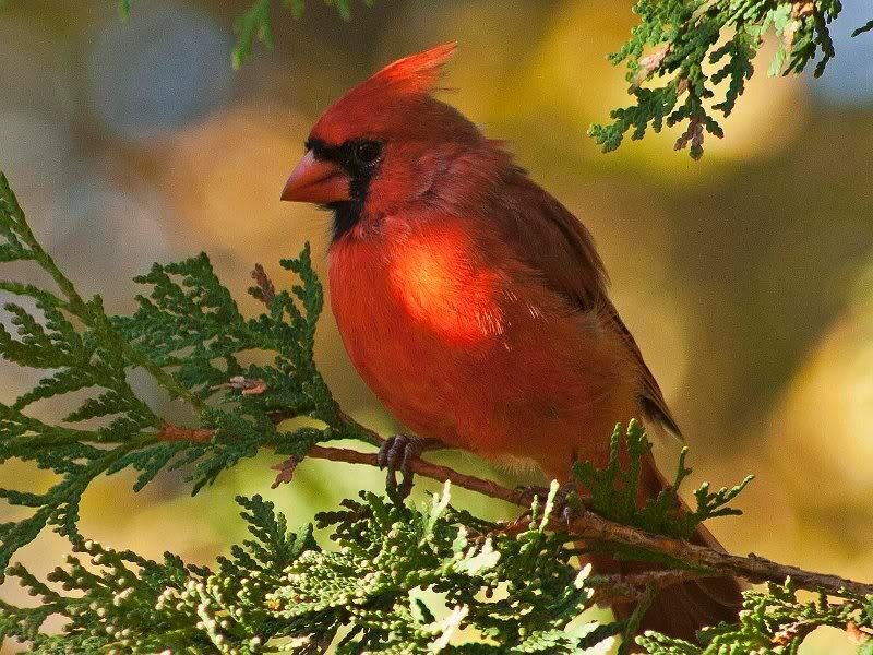 Male Northern Cardinal — Red, Calm