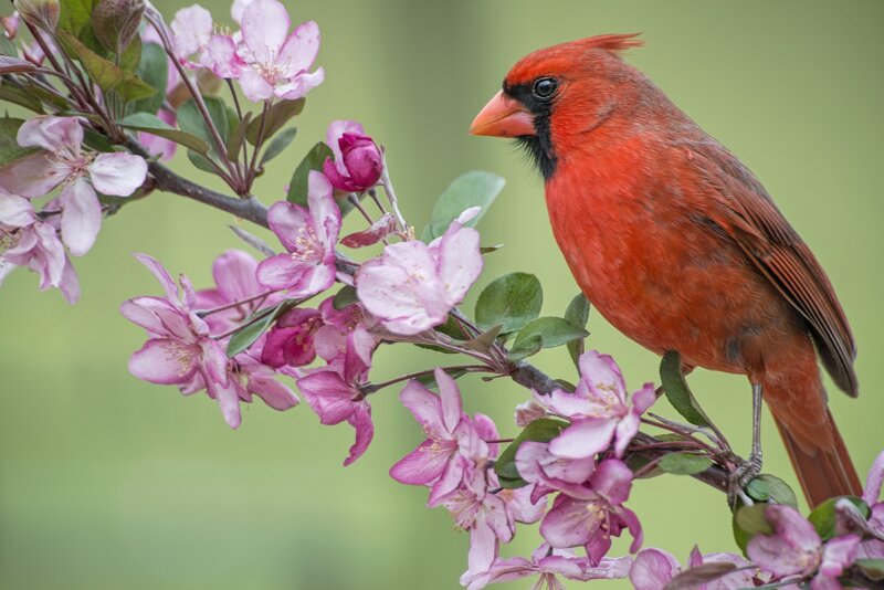 Male Northern Cardinal — Red, Serene